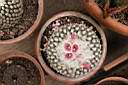 EPITHELANTHA MICROMERIS VAR.UNGUSPINA_1_FIORI.JPG